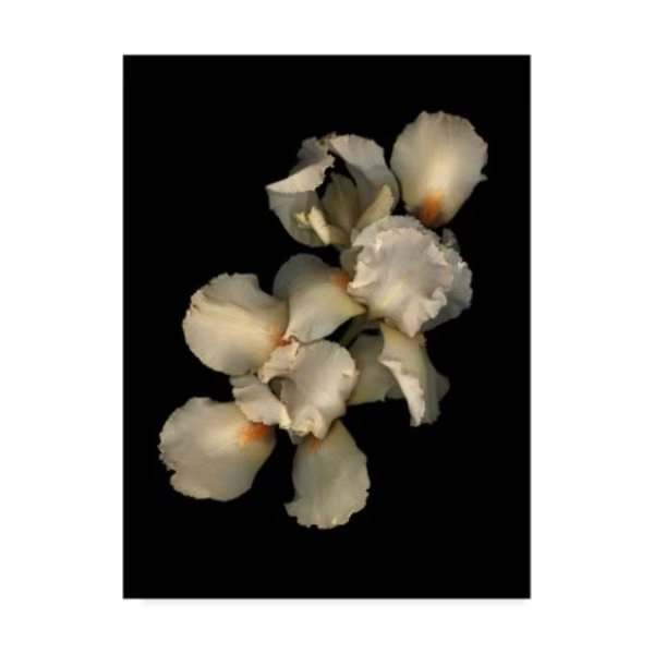 Susan S. Barmon 'Peach Iris' Canvas Art, 18x24, Trademark Fine Art, Mfr#: ALI34407-C1824GG
